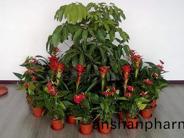 廣州(zhou)綠(lv)植租擺(bai)支(zhi)付費(fei)用(yong)以后就(jiu)補(bu)需要護(hu)理了嗎(ma)？